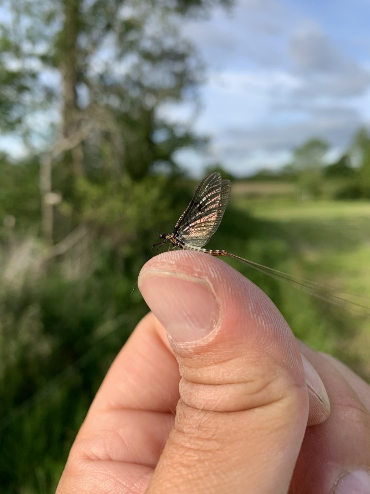 Mayfly spinner - JP from Shobdon